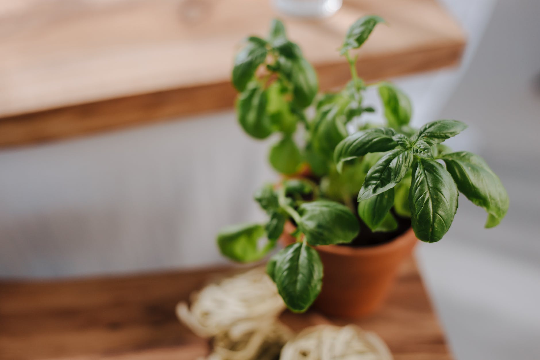 How To Grow Basil Indoors TheGardenMethod